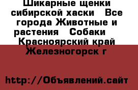 Шикарные щенки сибирской хаски - Все города Животные и растения » Собаки   . Красноярский край,Железногорск г.